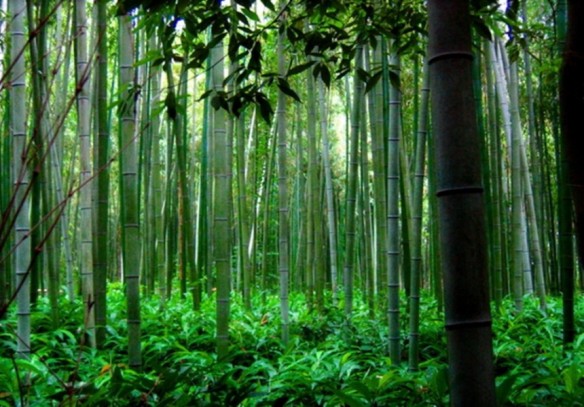 Cuento del helecho y el bambú